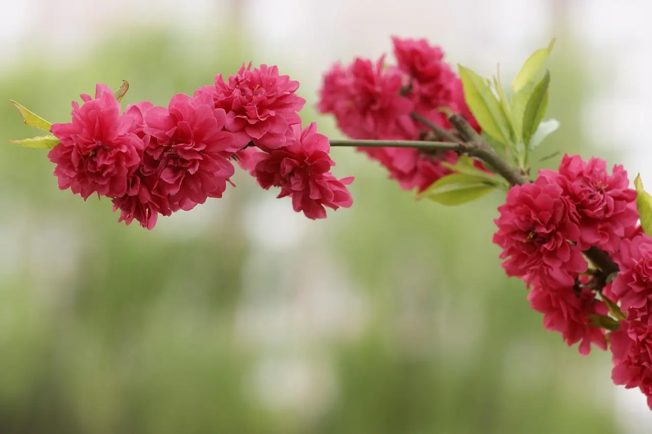 77414102 - Hvem ringer fra dette telefonnummer?