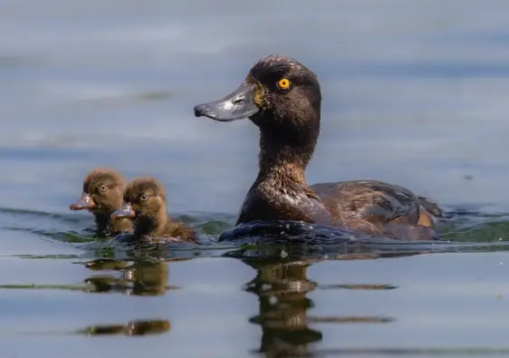 8 grunde til at besøge Parque de Doña Casilda