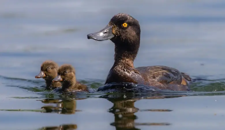 8 grunde til at besøge Parque de Doña Casilda