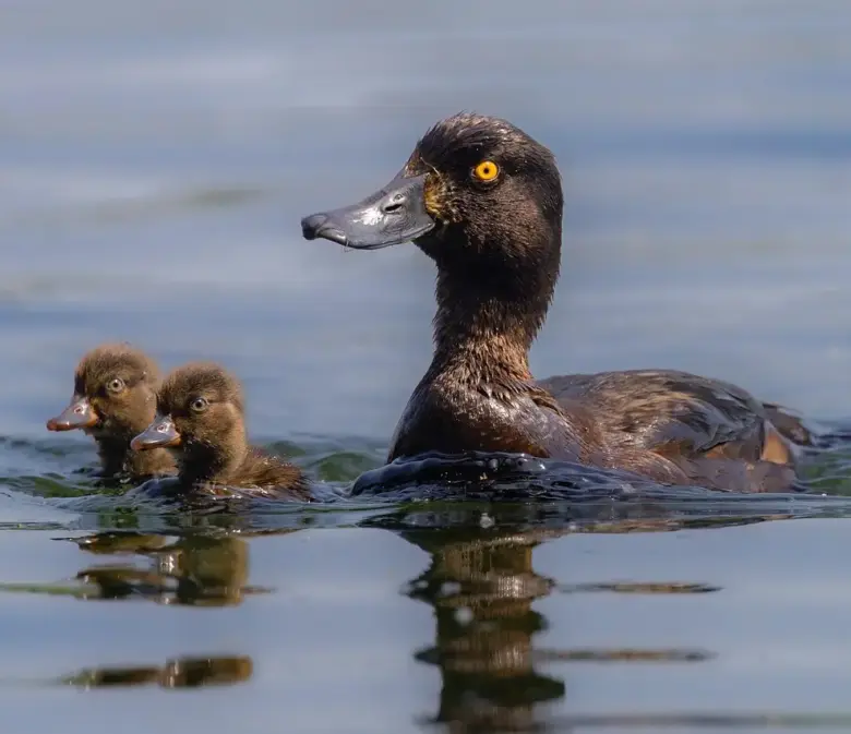 8 grunde til at besøge Parque de Doña Casilda