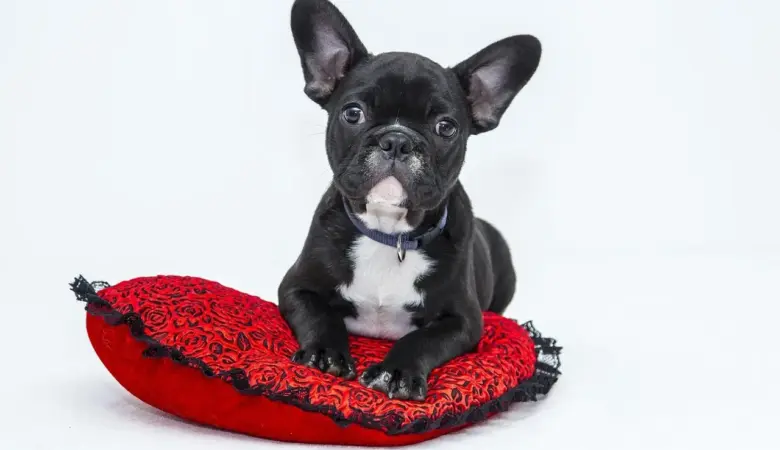 8 ting om hund i bilen i Spanien (regler 2025)