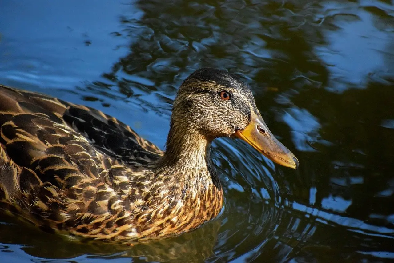 Hud i Krydsord Hjælp