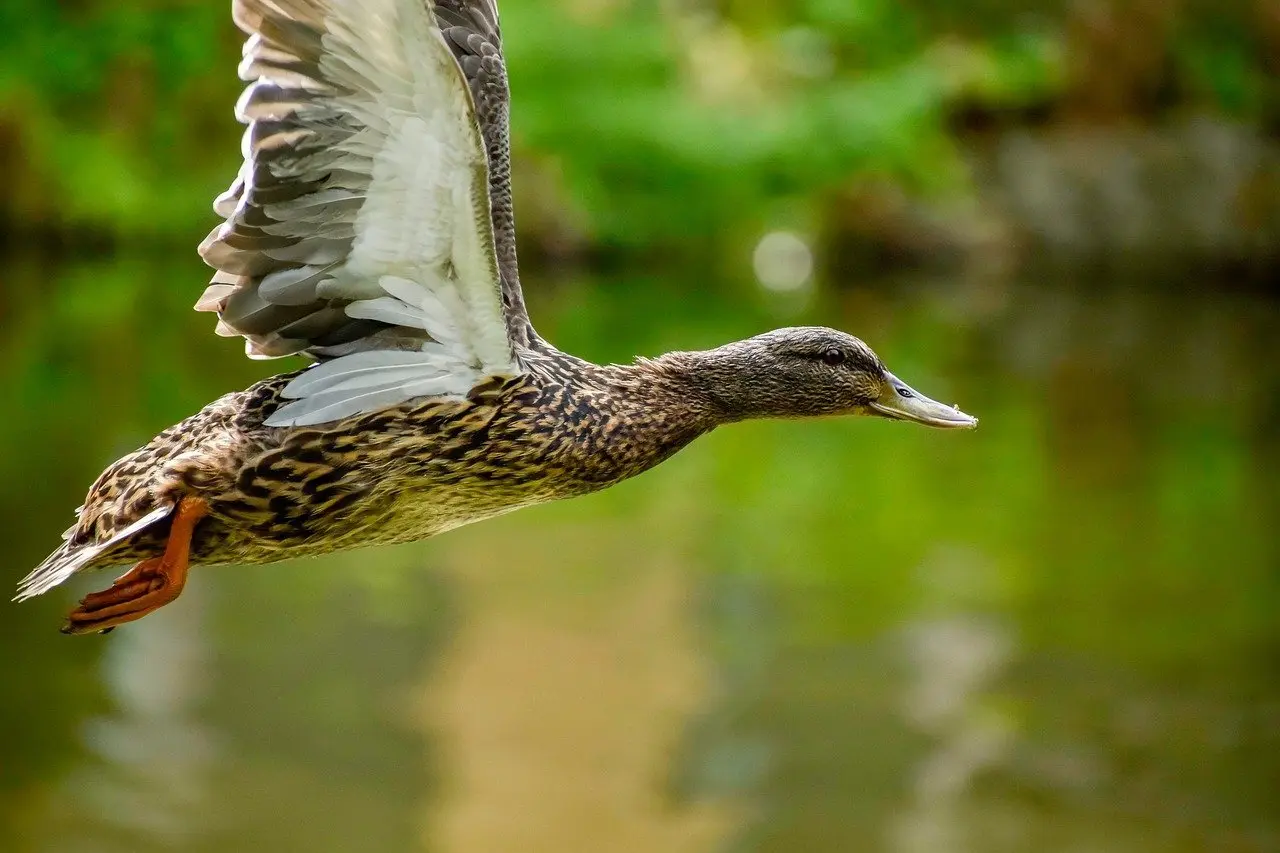 Krydsord guide til Frist